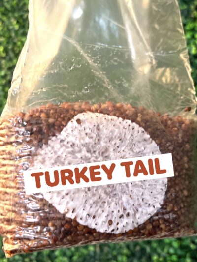 Turkey Tail Grain Spawn Bag 3LB