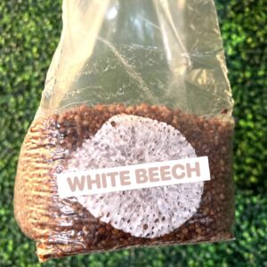 White Beech Grain Spawn Bag 3LB