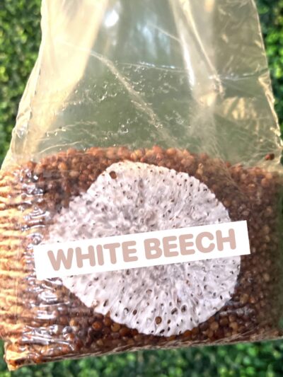 White Beech Grain Spawn Bag 3LB