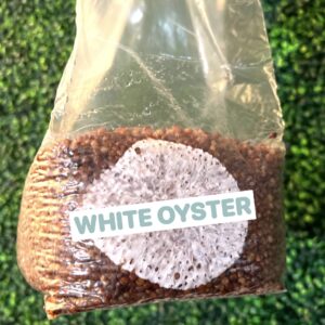 White Oyster Grain Spawn Bag 3LB