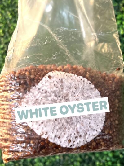 White Oyster Grain Spawn Bag 3LB