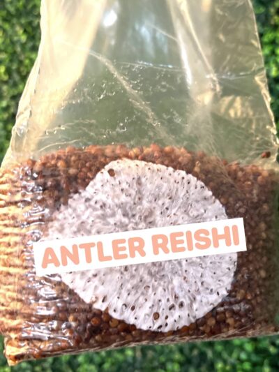 Antler Reishi Grain Spawn Bag 3LB