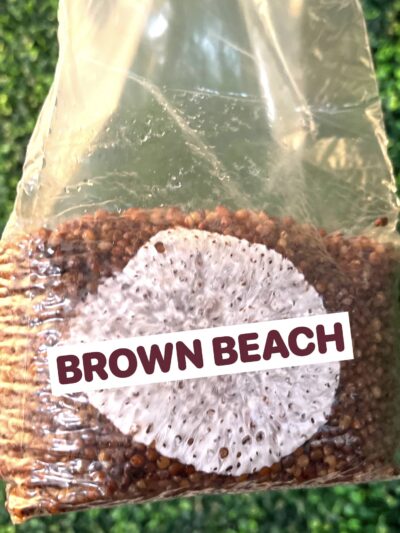 Brown Beech Grain Spawn Bag 3LB