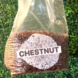 Chestnut Mushrooms Grain Spawn Bag 3LB