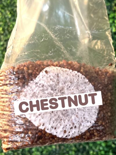 Chestnut Mushrooms Grain Spawn Bag 3LB